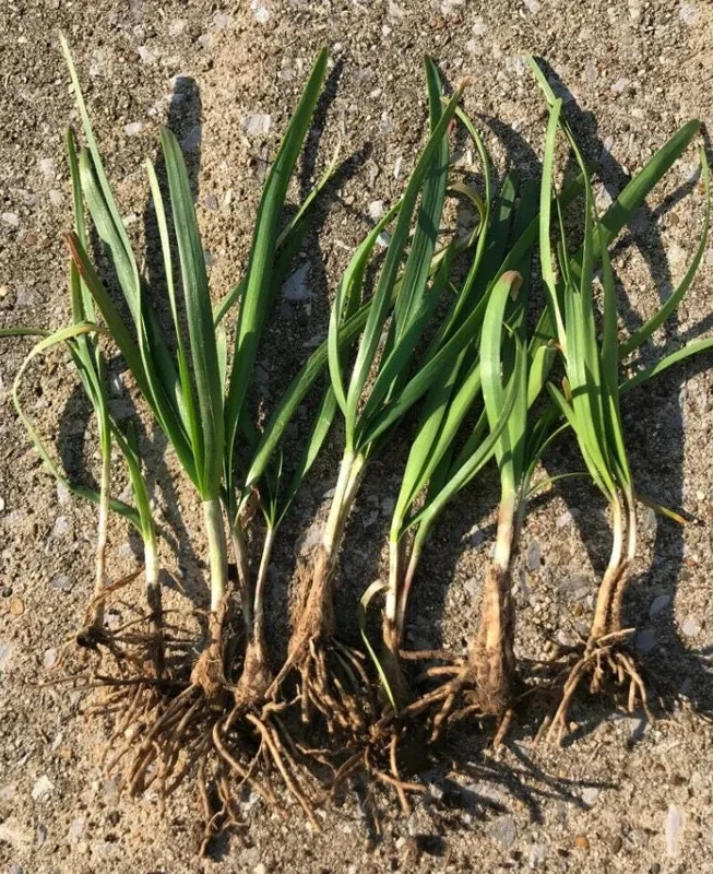 Set of 10 Live Garlic Chive Plants – Bare Root Culinary Herb for Garden Set of 10 Live Garlic Chive Plants – Bare Root Culinary Herb for Garden - Image 3