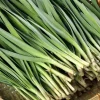 Set of 10 Live Garlic Chive Plants – Bare Root Culinary Herb for Garden - Image 1