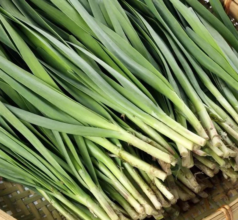 Set of 10 Live Garlic Chive Plants – Bare Root Culinary Herb for Garden Set of 10 Live Garlic Chive Plants – Bare Root Culinary Herb for Garden - Image 1