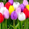 Set of 10 Mixed Tulip Flower Bulbs - Random Colors for Garden & Containers - Image 1