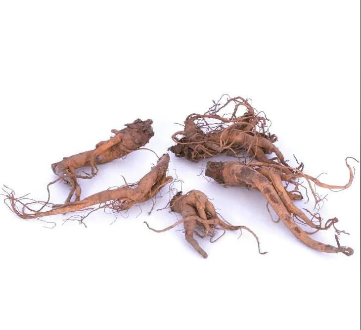 Set of 10 Victoria Rhubarb Bulbs - Heirloom Perennial Root Plants for Planting Set of 10 Victoria Rhubarb Bulbs - Heirloom Perennial Root Plants for Planting - Image 7