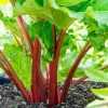 Set of 10 Victoria Rhubarb Bulbs - Heirloom Perennial Root Plants for Planting - Image 1
