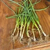 Set of 15 Live Green Onion Plants – Bare Root Culinary Herbs for Garden - Image 1