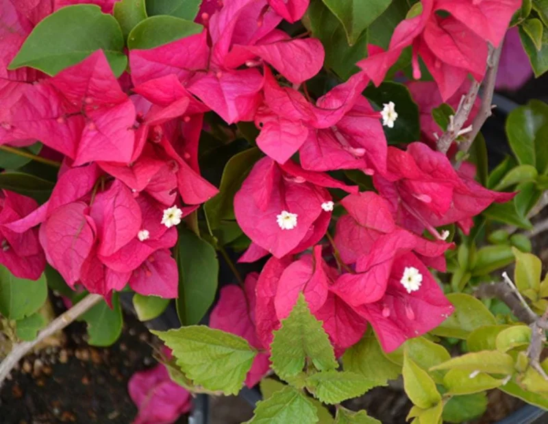 Set of 2 Barbara Karst Bougainvillea Live Starter Plants 4-10" Tall - Vibrant Magenta-Red Flowers, Outdoor Vine Set of 2 Barbara Karst Bougainvillea Live Starter Plants 4-10" Tall - Vibrant Magenta-Red Flowers, Outdoor Vine - Image 4