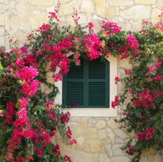 Set of 2 Barbara Karst Bougainvillea Live Starter Plants 4-10" Tall - Vibrant Magenta-Red Flowers, Outdoor Vine Set of 2 Barbara Karst Bougainvillea Live Starter Plants 4-10" Tall - Vibrant Magenta-Red Flowers, Outdoor Vine - Image 5