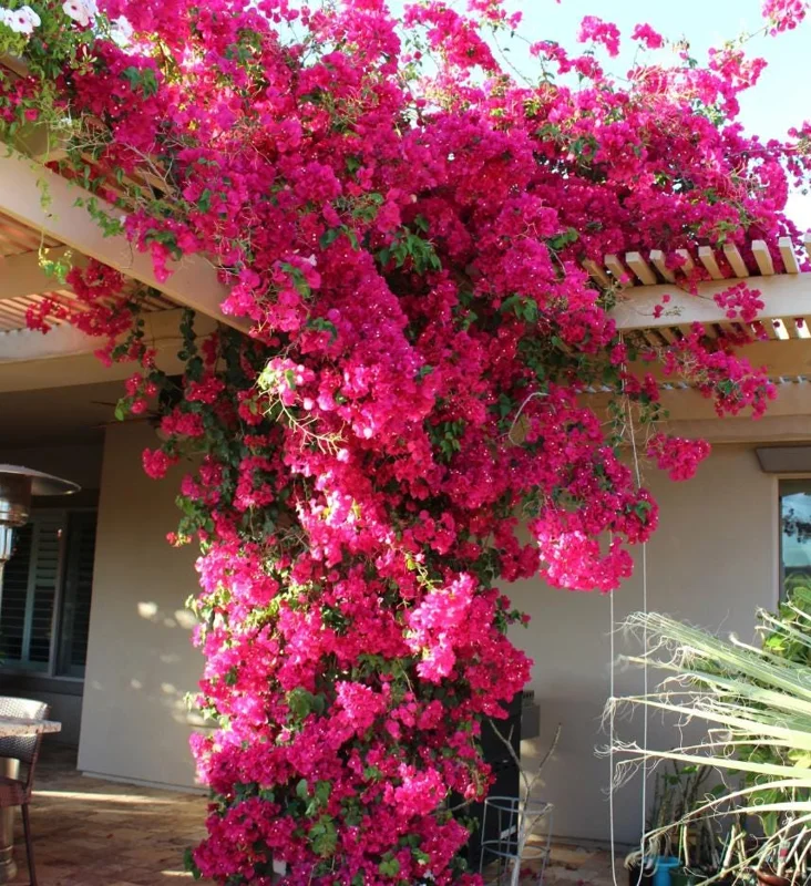 Set of 2 Barbara Karst Bougainvillea Starter Plants - 4-10" Tall Live Plant Set of 2 Barbara Karst Bougainvillea Starter Plants - 4-10" Tall Live Plant - Image 2