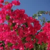 Set of 2 Barbara Karst Bougainvillea Starter Plants - 4-10" Tall Live Plant - Image 1