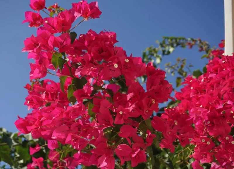 Set of 2 Barbara Karst Bougainvillea Starter Plants - 4-10" Tall Live Plant Set of 2 Barbara Karst Bougainvillea Starter Plants - 4-10" Tall Live Plant - Image 1