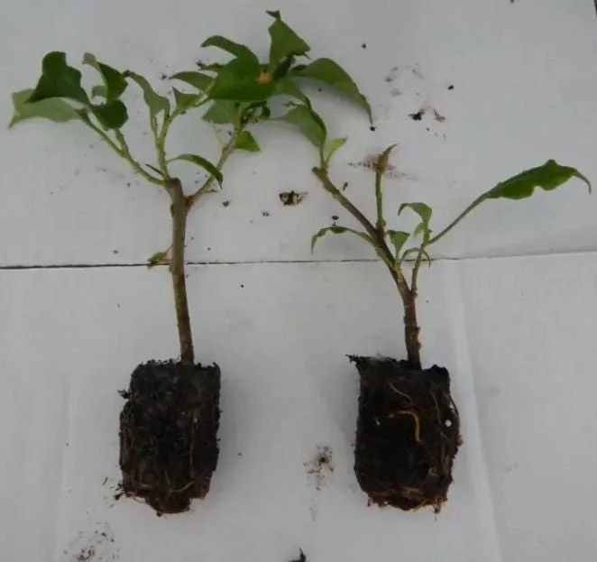 Set of 2 Barbara Karst Bougainvillea Starter Plants - 4-10" Tall Live Plant Set of 2 Barbara Karst Bougainvillea Starter Plants - 4-10" Tall Live Plant - Image 6