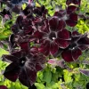 Set of 2 Black Petunia Live Plants - Dark Bloom Annual Flowers for Outdoor, 4-6 Inch Size Set of 2 Black Petunia Live Plants - Dark Bloom Annual Flowers for Outdoor, 4-6 Inch Size - Image 1