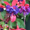 Set of 2 Blue Eyes Fuchsia Live Starter Plants 2-5 Inch Tall - Blue-Purple Flowers for Hanging Baskets & Gardens Set of 2 Blue Eyes Fuchsia Live Starter Plants 2-5 Inch Tall - Blue-Purple Flowers for Hanging Baskets & Gardens - Image 1