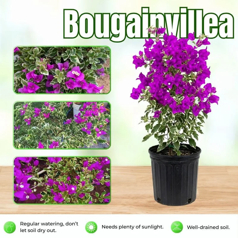 Set of 2 Blueberry Ice Bougainvillea Live Plant – 5-7 Inch Tall Purple Climbing Plant for Outdoor - Image 2