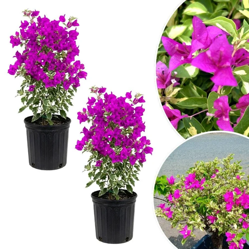 Set of 2 Blueberry Ice Bougainvillea Live Plant – 5-7 Inch Tall Purple Climbing Plant for Outdoor - Image 1