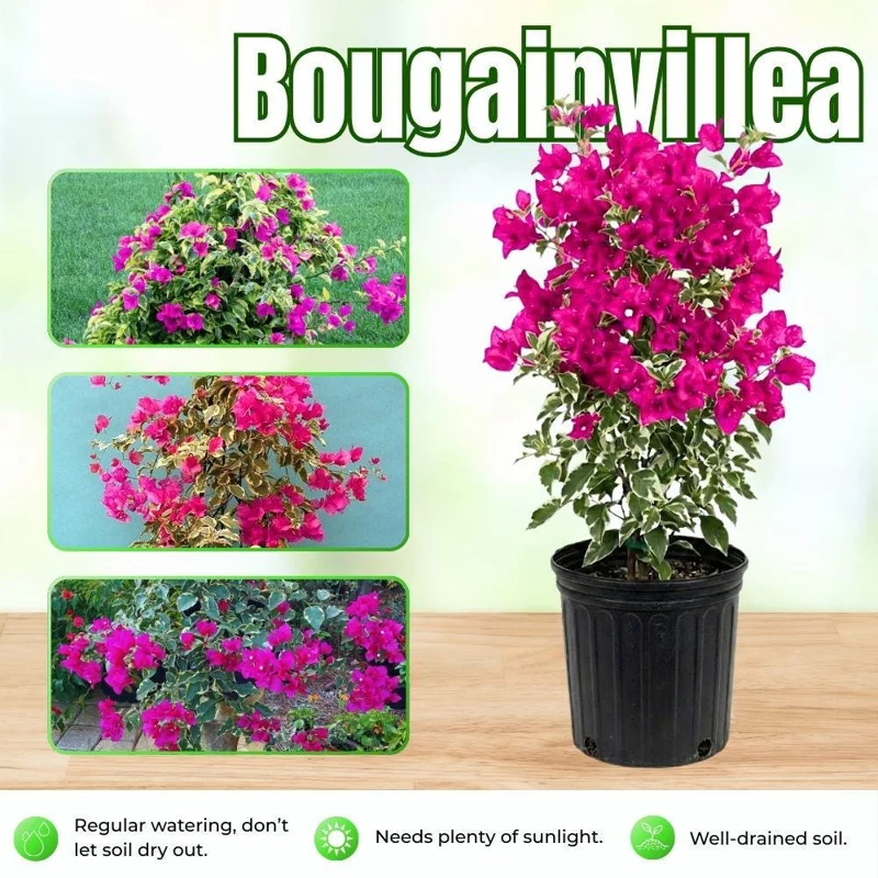 Set of 2 Bougainvillea Live Plant 5-7 Inch Tall - Red to Pink, Climbing - Image 2