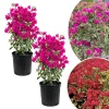 Set of 2 Bougainvillea Live Plant 5-7 Inch Tall - Red to Pink, Climbing - Image 1