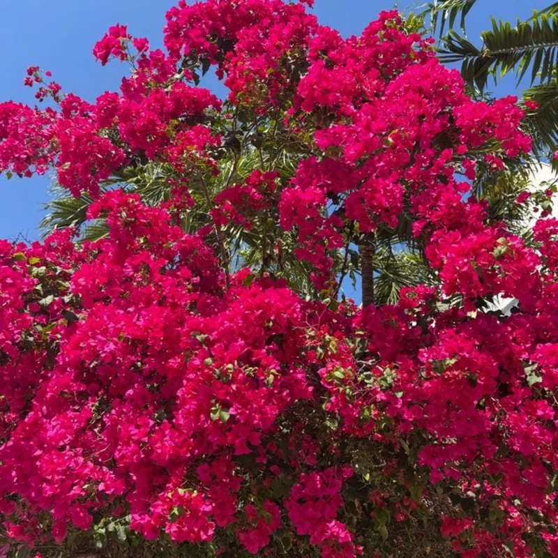 Set of 2 Bougainvillea Live Plants, Barbara Karst, 5-7 Inch Tall, Magenta Red, Climbing, Outdoor - Image 2