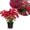 Set of 2 Bougainvillea Live Plants, Barbara Karst, 5-7 Inch Tall, Magenta Red, Climbing, Outdoor - Image 1