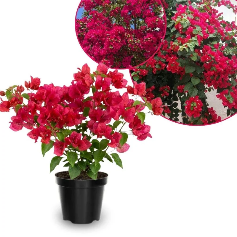 Set of 2 Bougainvillea Live Plants, Barbara Karst, 5-7 Inch Tall, Magenta Red, Climbing, Outdoor - Image 1
