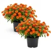 Set of 2 Bright Orange Lantana Live Plants, 6-10 Inches Tall, Outdoor Perennial - Image 1