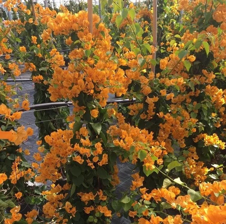 Set of 2 California Gold Bougainvillea Live Plants – 4-10" Tall Flowering Vine Set of 2 California Gold Bougainvillea Live Plants – 4-10" Tall Flowering Vine - Image 2