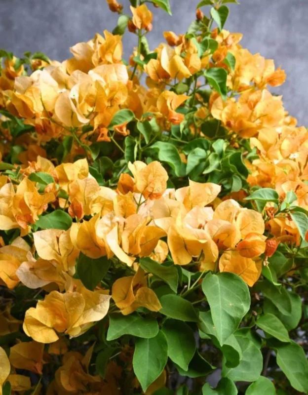 Set of 2 California Gold Bougainvillea Live Plants – 4-10" Tall Flowering Vine Set of 2 California Gold Bougainvillea Live Plants – 4-10" Tall Flowering Vine - Image 3