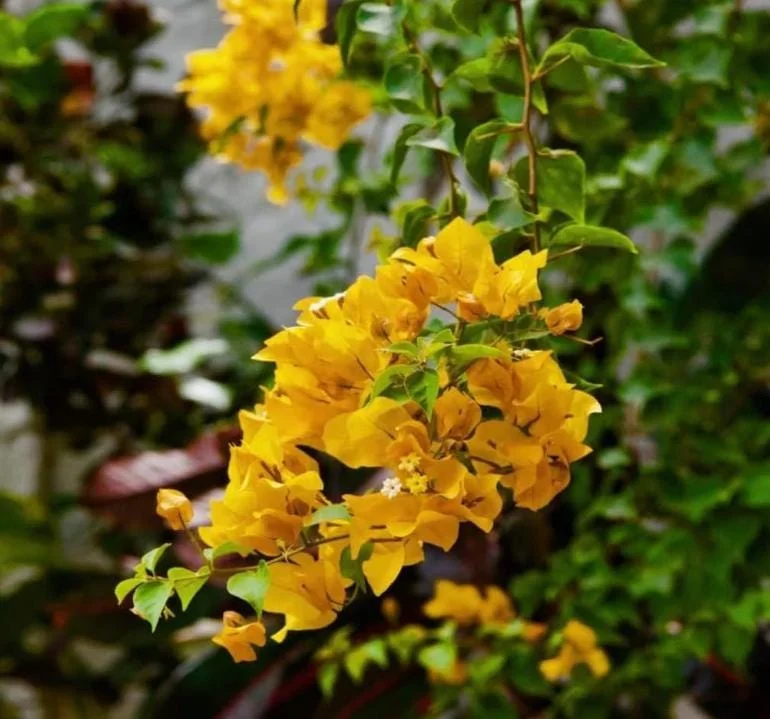 Set of 2 California Gold Bougainvillea Live Plants – 4-10" Tall Flowering Vine Set of 2 California Gold Bougainvillea Live Plants – 4-10" Tall Flowering Vine - Image 4