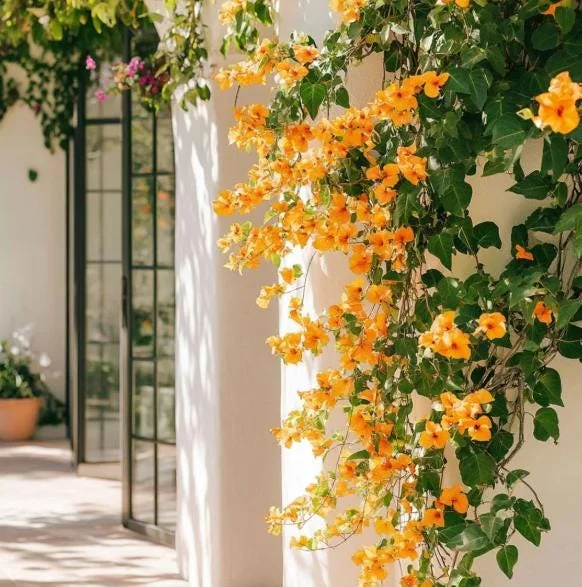 Set of 2 California Gold Bougainvillea Live Plants – 4-10" Tall Flowering Vine Set of 2 California Gold Bougainvillea Live Plants – 4-10" Tall Flowering Vine - Image 5