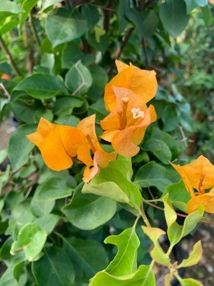 Set of 2 California Gold Bougainvillea Live Plants – 4-10" Tall Flowering Vine Set of 2 California Gold Bougainvillea Live Plants – 4-10" Tall Flowering Vine - Image 6