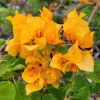 Set of 2 California Gold Bougainvillea Live Plants – 4-10" Tall Flowering Vine - Image 1