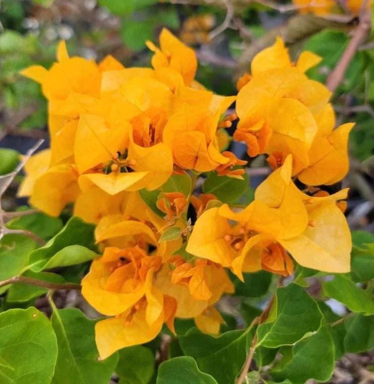 Set of 2 California Gold Bougainvillea Live Plants – 4-10" Tall Flowering Vine Set of 2 California Gold Bougainvillea Live Plants – 4-10" Tall Flowering Vine - Image 1