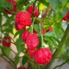 Set of 2 Carolina Reaper Pepper Live Plants for Outdoor Garden, 4-6 Inch Tall Super Hot Chili Vegetable - Image 1