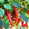 Set of 2 Cayenne Long Thin Pepper Live Plants, Hot Chili Vegetable, 4-6 Inch Tall Set of 2 Cayenne Long Thin Pepper Live Plants, Hot Chili Vegetable, 4-6 Inch Tall - Image 1