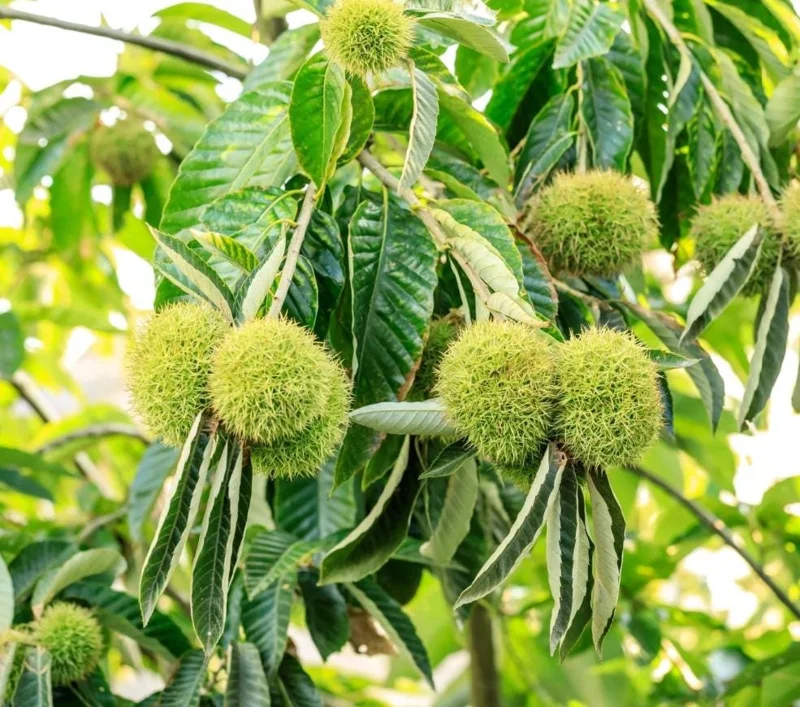 Set of 2 Chinese Chestnut Bare Root Trees Live Plants 2-3 Ft Tall Set of 2 Chinese Chestnut Bare Root Trees Live Plants 2-3 Ft Tall - Image 2