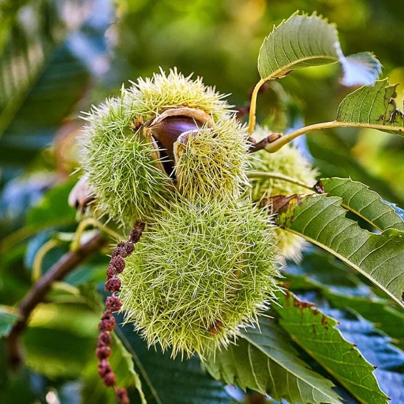 Set of 2 Chinese Chestnut Bare Root Trees Live Plants 2-3 Ft Tall Set of 2 Chinese Chestnut Bare Root Trees Live Plants 2-3 Ft Tall - Image 3