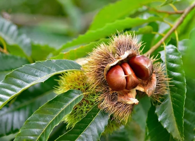 Set of 2 Chinese Chestnut Bare Root Trees Live Plants 2-3 Ft Tall Set of 2 Chinese Chestnut Bare Root Trees Live Plants 2-3 Ft Tall - Image 1