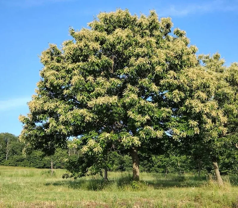 Set of 2 Chinese Chestnut Bare Root Trees Live Plants 2-3 Ft Tall Set of 2 Chinese Chestnut Bare Root Trees Live Plants 2-3 Ft Tall - Image 8