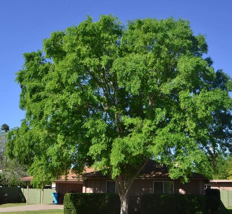 Set of 2 Chinese Elm Tree Live Plants, Ulmus Parvifolia, 6-12 Inch Tall Bare Roots Set of 2 Chinese Elm Tree Live Plants, Ulmus Parvifolia, 6-12 Inch Tall Bare Roots - Image 2