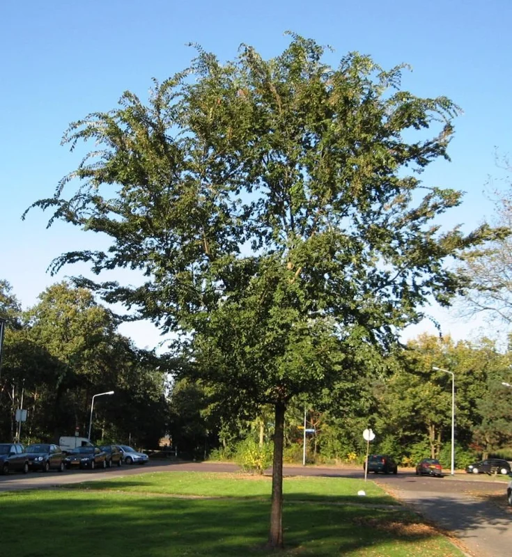 Set of 2 Chinese Elm Tree Live Plants, Ulmus Parvifolia, 6-12 Inch Tall Bare Roots Set of 2 Chinese Elm Tree Live Plants, Ulmus Parvifolia, 6-12 Inch Tall Bare Roots - Image 3