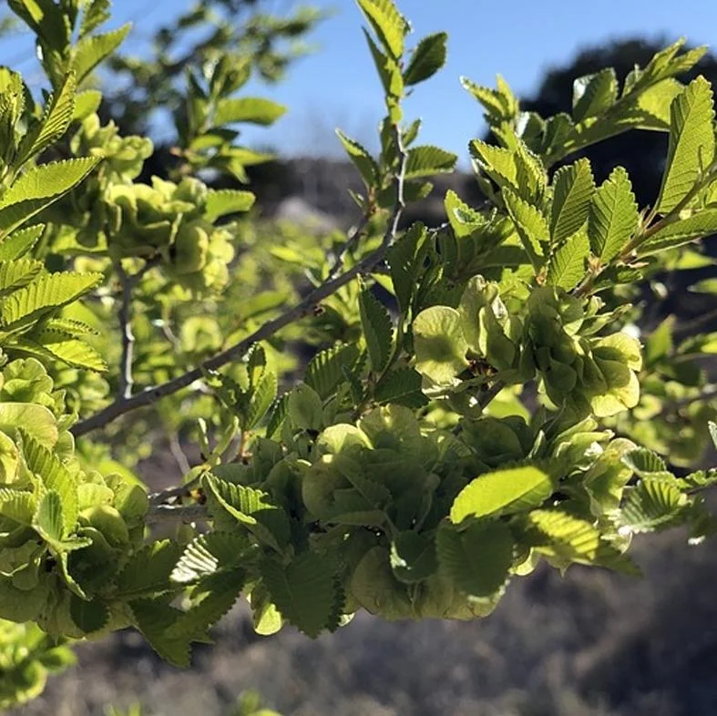 Set of 2 Chinese Elm Tree Live Plants, Ulmus Parvifolia, 6-12 Inch Tall Bare Roots Set of 2 Chinese Elm Tree Live Plants, Ulmus Parvifolia, 6-12 Inch Tall Bare Roots - Image 5