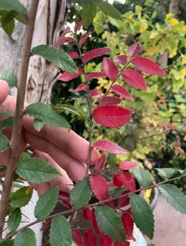 Set of 2 Chinese Elm Tree Live Plants, Ulmus Parvifolia, 6-12 Inch Tall Bare Roots Set of 2 Chinese Elm Tree Live Plants, Ulmus Parvifolia, 6-12 Inch Tall Bare Roots - Image 6