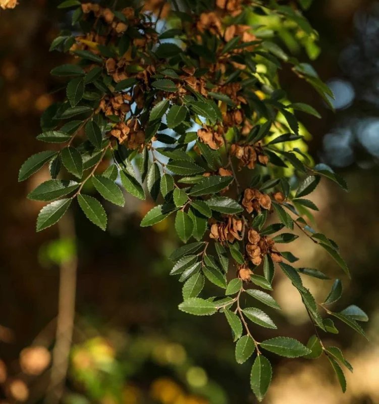 Set of 2 Chinese Elm Tree Live Plants, Ulmus Parvifolia, 6-12 Inch Tall Bare Roots Set of 2 Chinese Elm Tree Live Plants, Ulmus Parvifolia, 6-12 Inch Tall Bare Roots - Image 7