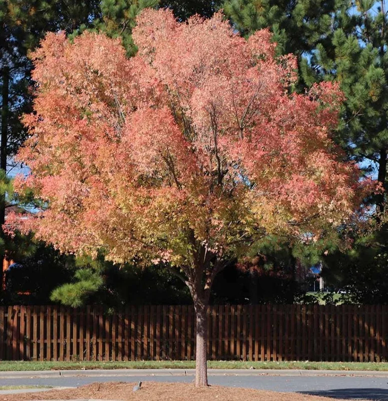 Set of 2 Chinese Elm Tree Live Plants, Ulmus Parvifolia, 6-12 Inch Tall Bare Roots Set of 2 Chinese Elm Tree Live Plants, Ulmus Parvifolia, 6-12 Inch Tall Bare Roots - Image 1