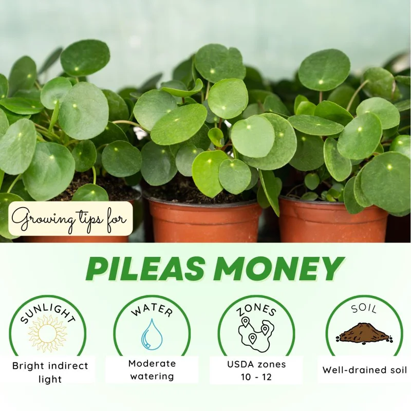 Set of 2 Chinese Money Plant Live Plants, Pilea Peperomioides, Easy Care Indoor Houseplant in 2 Inch Pots Set of 2 Chinese Money Plant Live Plants, Pilea Peperomioides, Easy Care Indoor Houseplant in 2 Inch Pots - Image 2