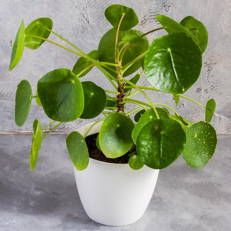 Set of 2 Chinese Money Plant Live Plants, Pilea Peperomioides, Easy Care Indoor Houseplant in 2 Inch Pots Set of 2 Chinese Money Plant Live Plants, Pilea Peperomioides, Easy Care Indoor Houseplant in 2 Inch Pots - Image 5