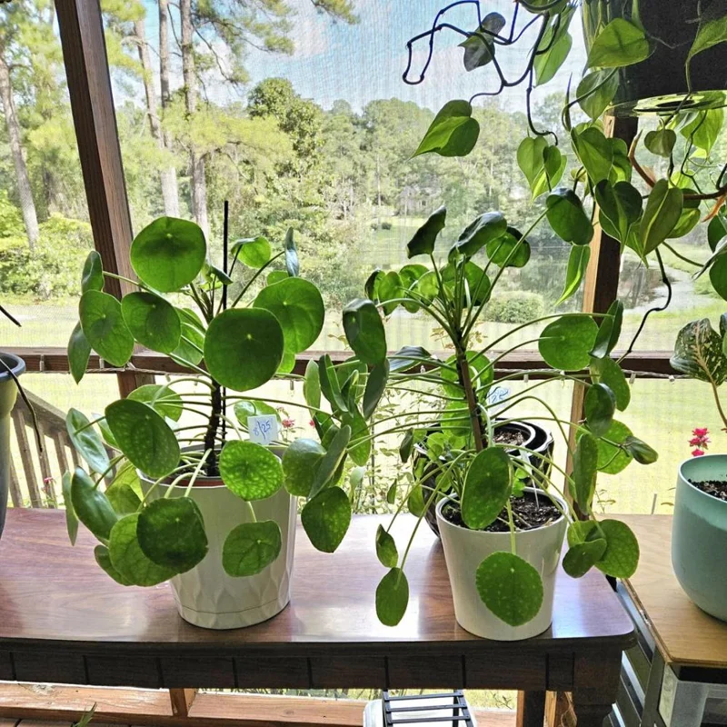 Set of 2 Chinese Money Plant Live Plants, Pilea Peperomioides, Easy Care Indoor Houseplant in 2 Inch Pots Set of 2 Chinese Money Plant Live Plants, Pilea Peperomioides, Easy Care Indoor Houseplant in 2 Inch Pots - Image 6