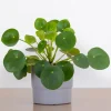 Set of 2 Chinese Money Plant Live Plants, Pilea Peperomioides, Easy Care Indoor Houseplant in 2 Inch Pots - Image 1