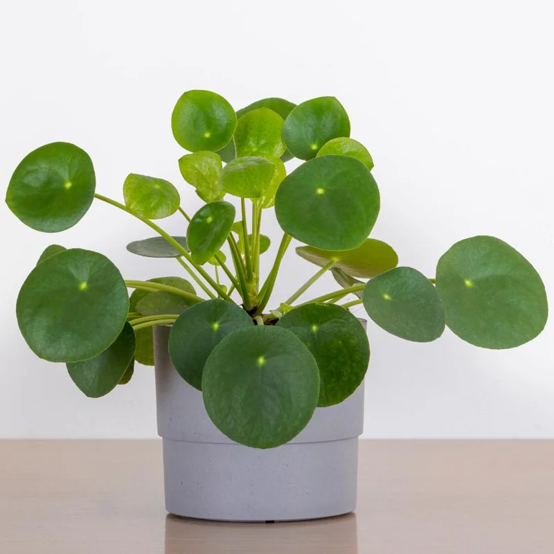 Set of 2 Chinese Money Plant Live Plants, Pilea Peperomioides, Easy Care Indoor Houseplant in 2 Inch Pots Set of 2 Chinese Money Plant Live Plants, Pilea Peperomioides, Easy Care Indoor Houseplant in 2 Inch Pots - Image 1