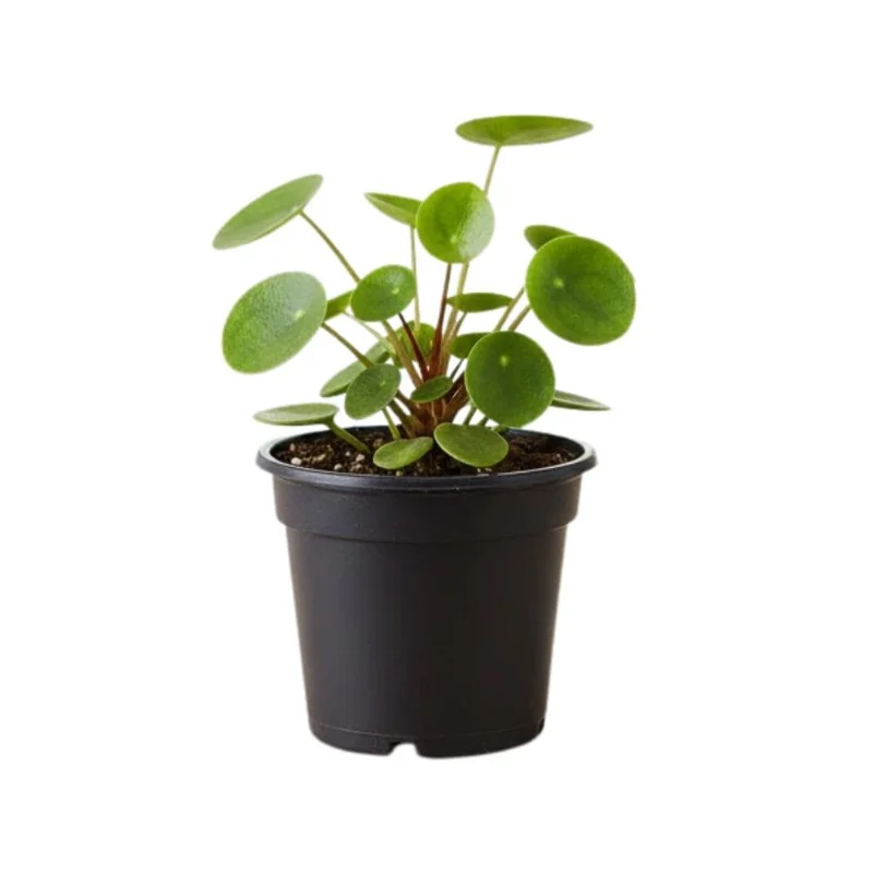 Set of 2 Chinese Money Plant Live Plants, Pilea Peperomioides, Easy Care Indoor Houseplant in 2 Inch Pots Set of 2 Chinese Money Plant Live Plants, Pilea Peperomioides, Easy Care Indoor Houseplant in 2 Inch Pots - Image 8