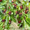 Set of 2 Common Hackberry Bare Roots - 1 to 2 Feet Tall Tree Seedlings - Outdoor - Image 1