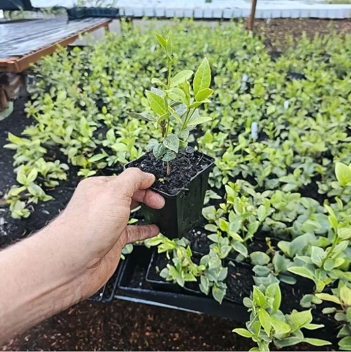 Set of 2 Confederate Star Jasmine Plants - 4-6 Inch Live Fragrant Flowering Vine for Indoor/Outdoor Set of 2 Confederate Star Jasmine Plants - 4-6 Inch Live Fragrant Flowering Vine for Indoor/Outdoor - Image 2
